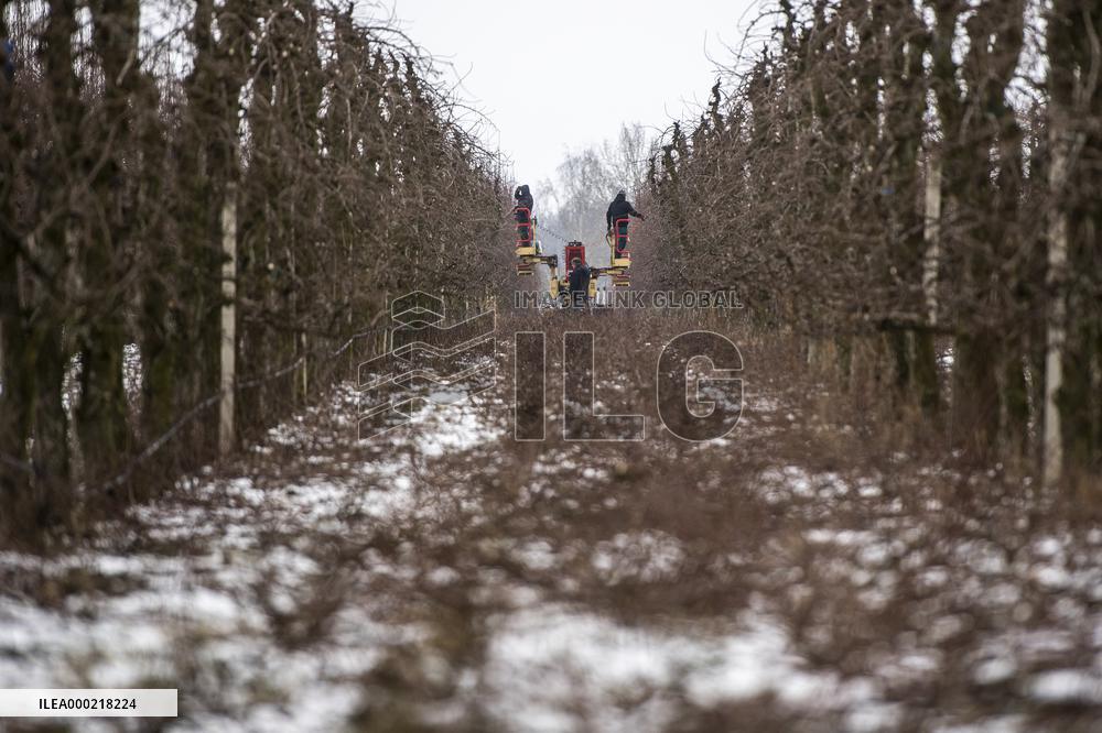 winter fruit tree pruning