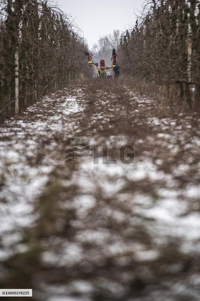 winter fruit tree pruning