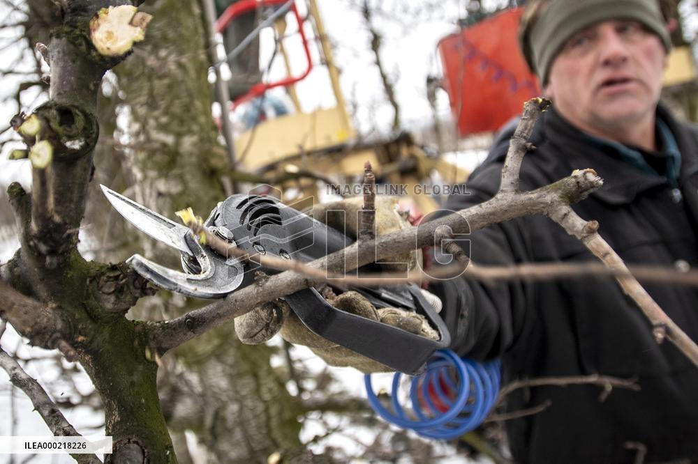 winter fruit tree pruning