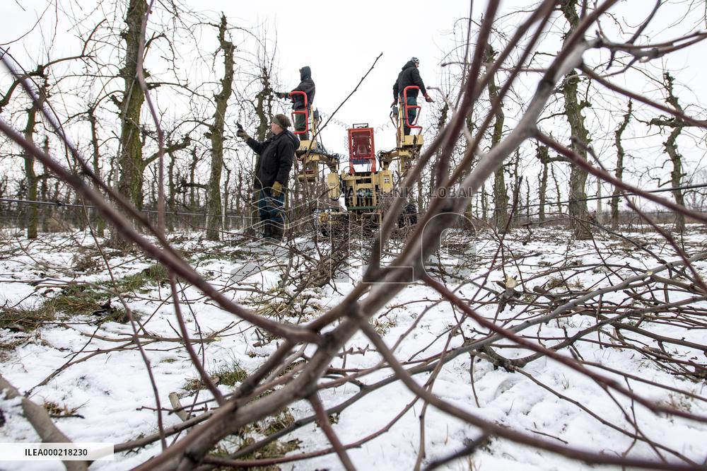 winter fruit tree pruning