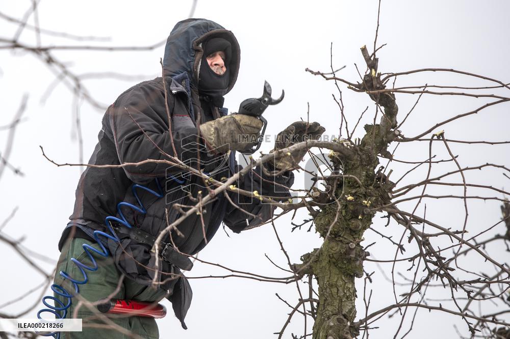 winter fruit tree pruning
