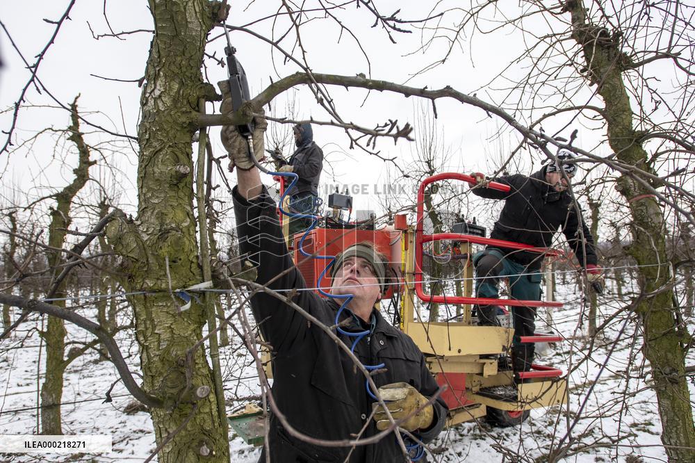 winter fruit tree pruning