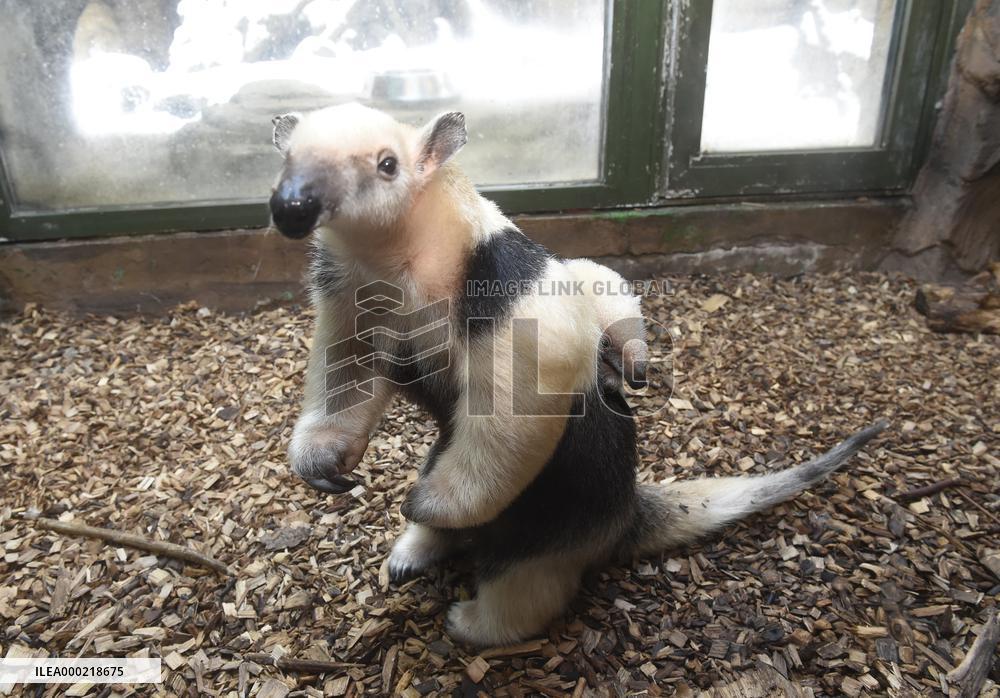 southern tamandua (Tamandua tetradactyla), collared anteater, lesser anteater, pup