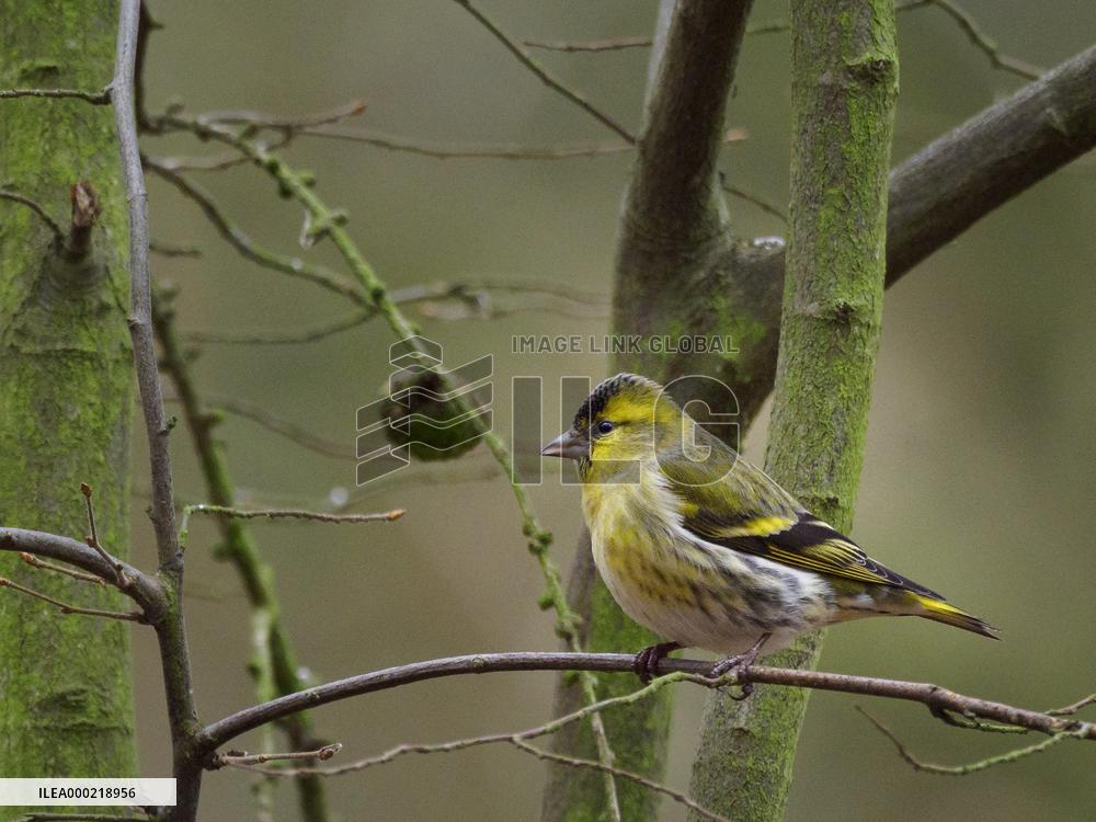 Eurasian siskin, branch, bush