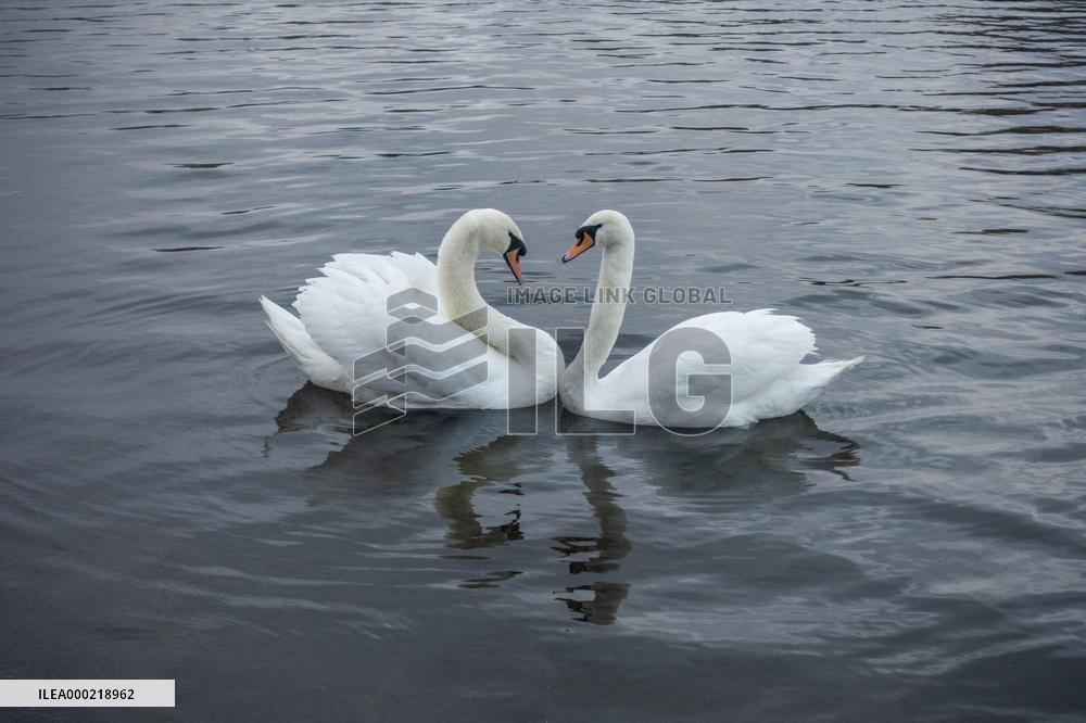 swan, swans