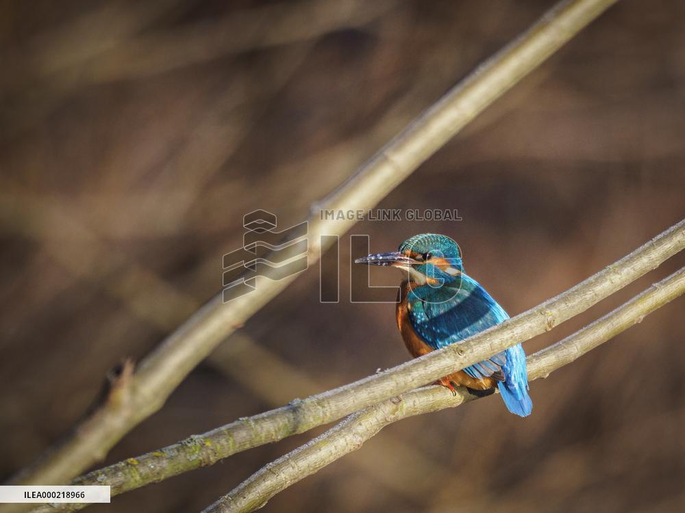 Kingfisher on a branch