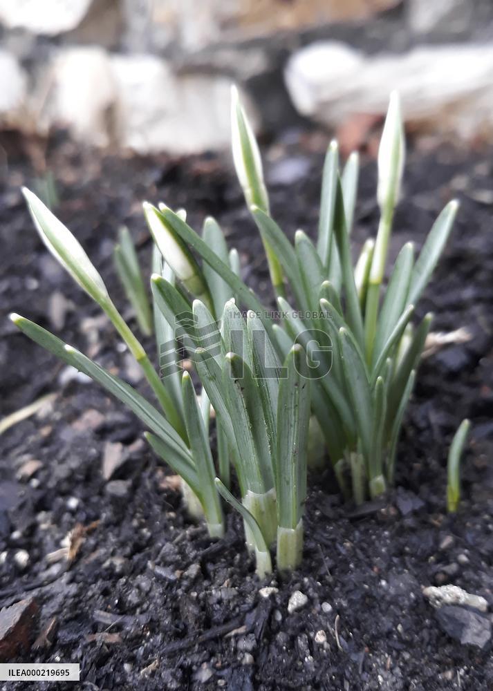 Galanthus nivalis, the snowdrop, common snowdrop
