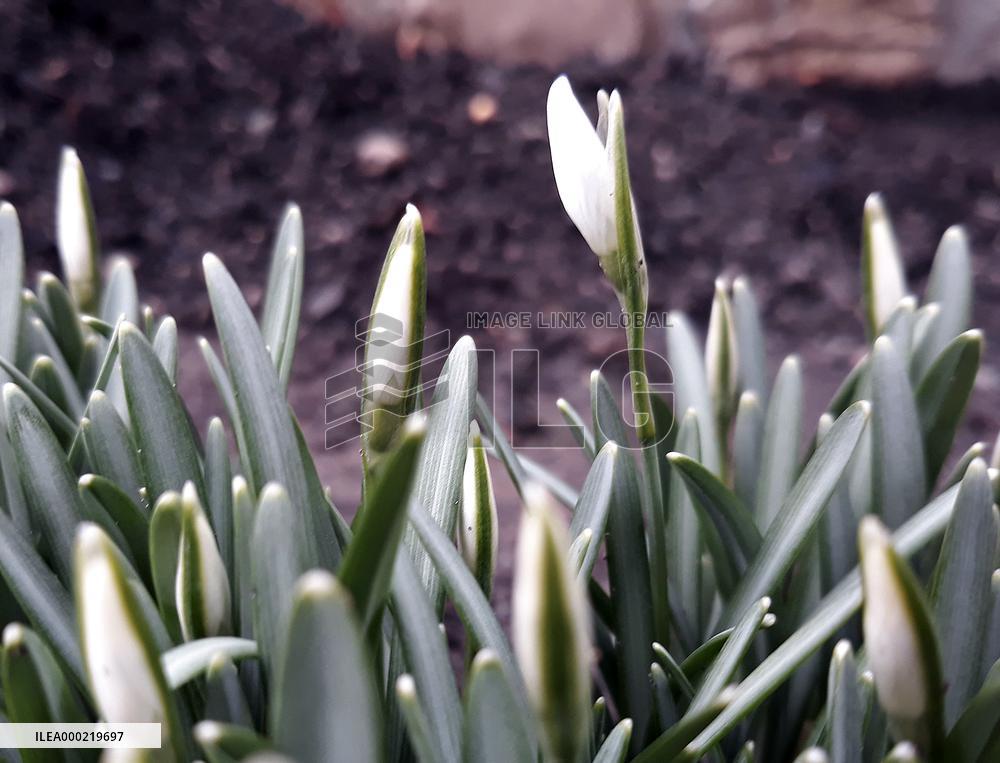 Galanthus nivalis, the snowdrop, common snowdrop