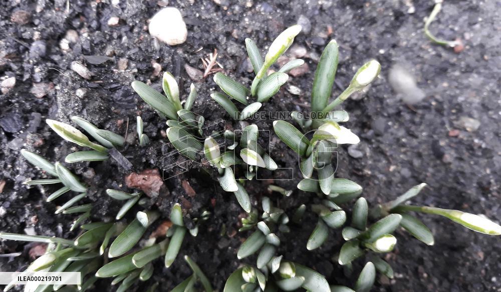Galanthus nivalis, the snowdrop, common snowdrop