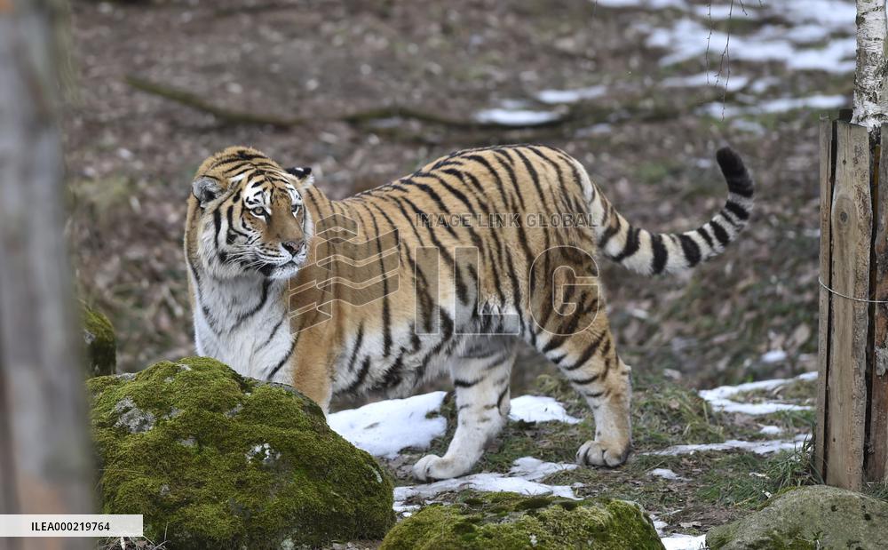Siberian tiger (Panthera tigris tigris), male Boatsman