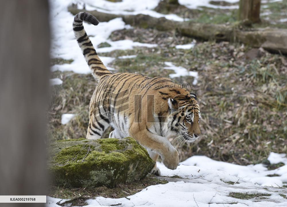 Siberian tiger (Panthera tigris tigris), male Boatsman