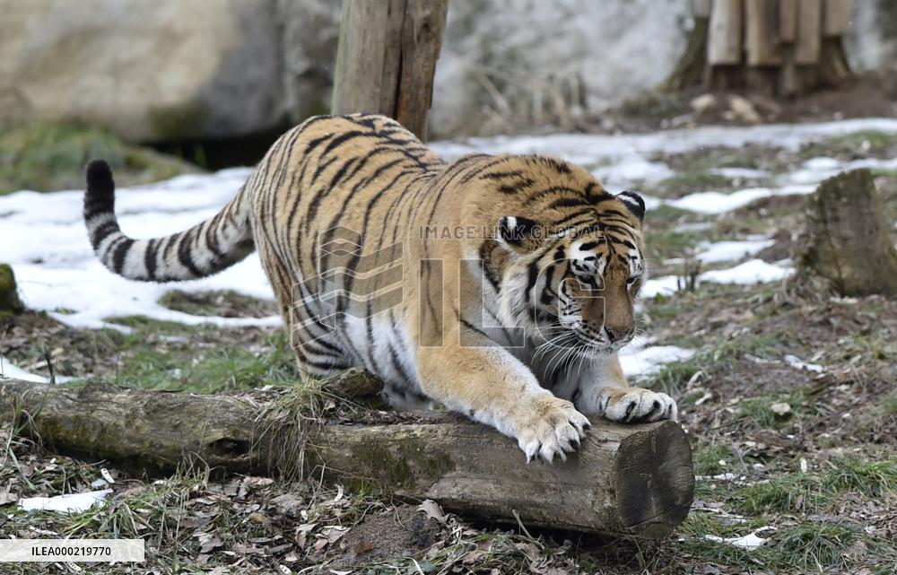 Siberian tiger (Panthera tigris tigris), male Boatsman