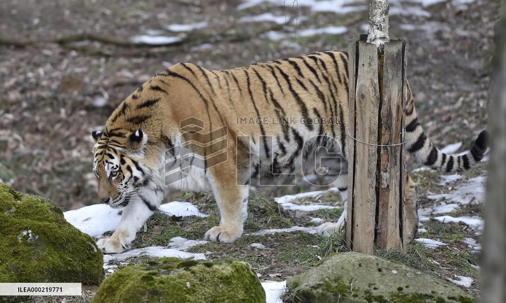 Siberian tiger (Panthera tigris tigris), male Boatsman