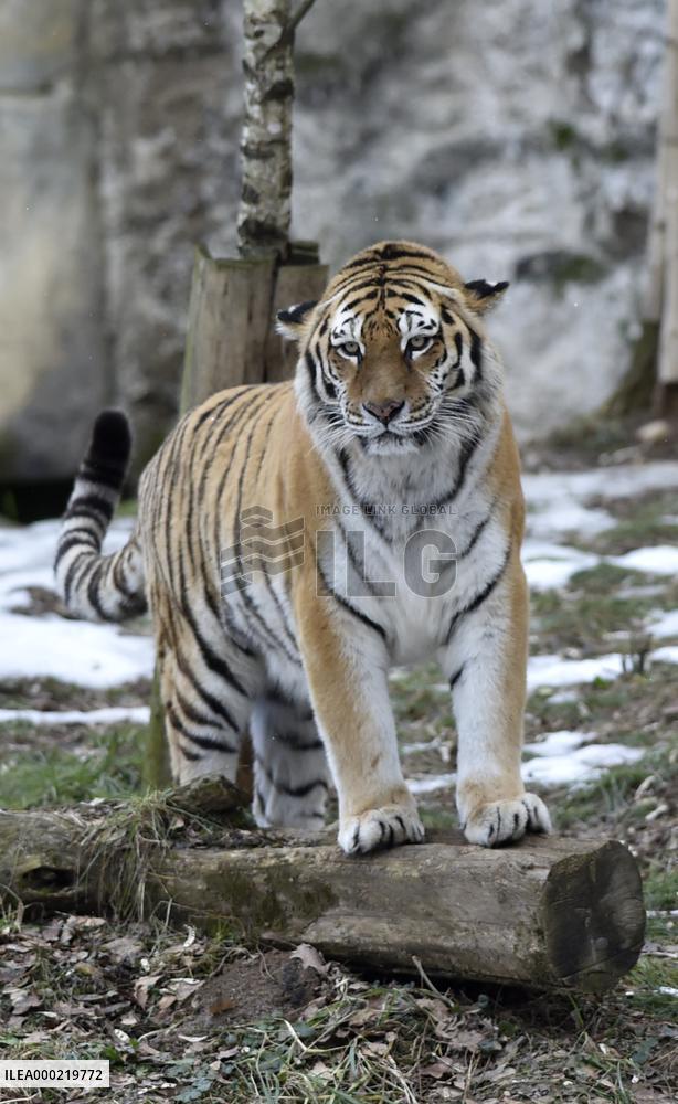 Siberian tiger (Panthera tigris tigris), male Boatsman