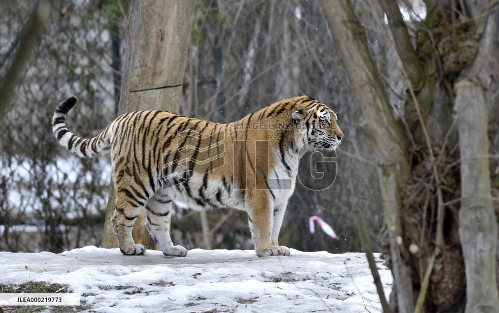 Siberian tiger (Panthera tigris tigris), male Boatsman