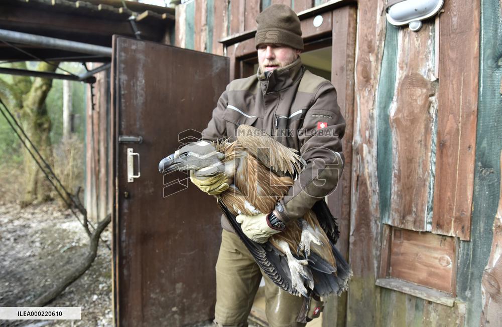 griffon vulture (Gyps fulvus)
