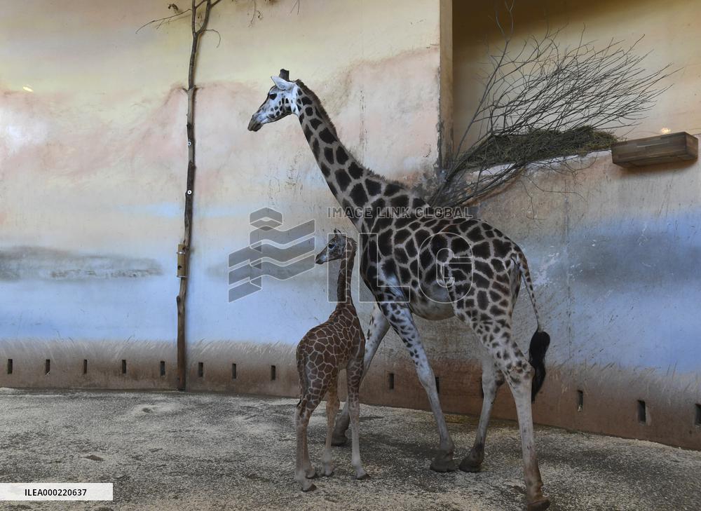 Rothschild's giraffe (Giraffa camelopardalis rothschildi), calf