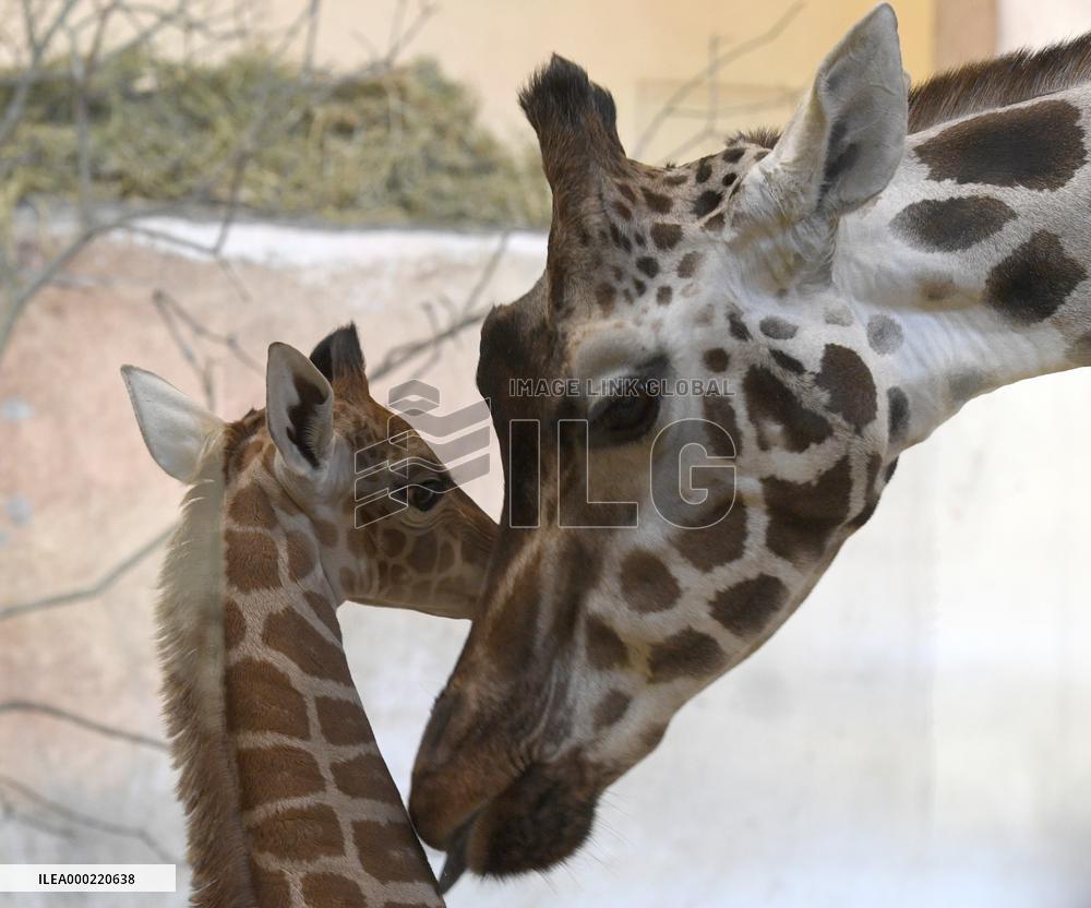 Rothschild's giraffe (Giraffa camelopardalis rothschildi), calf