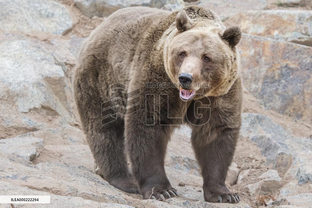 brown bear (Ursus arctos)