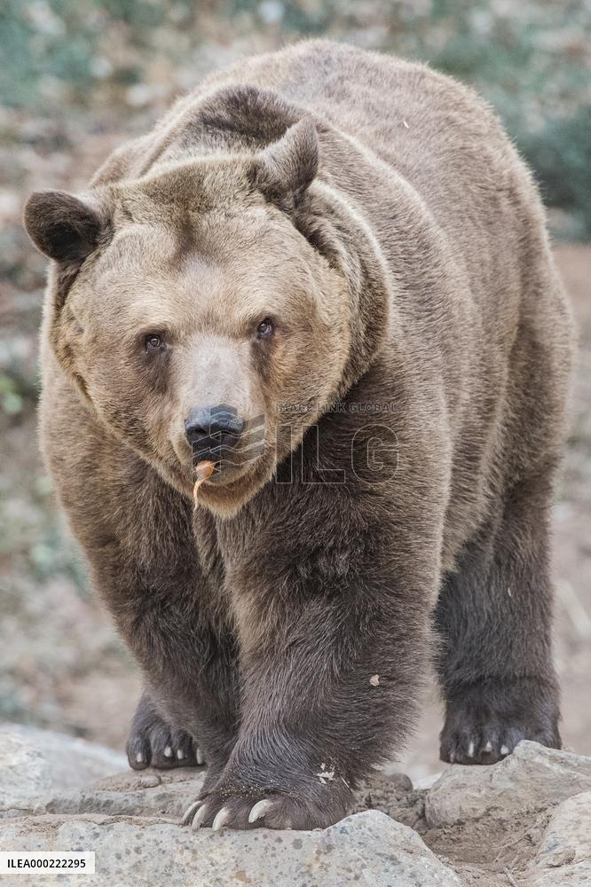 brown bear (Ursus arctos)