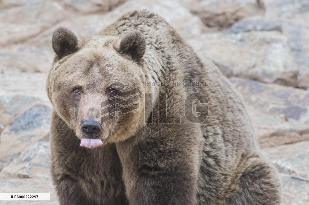 brown bear (Ursus arctos)