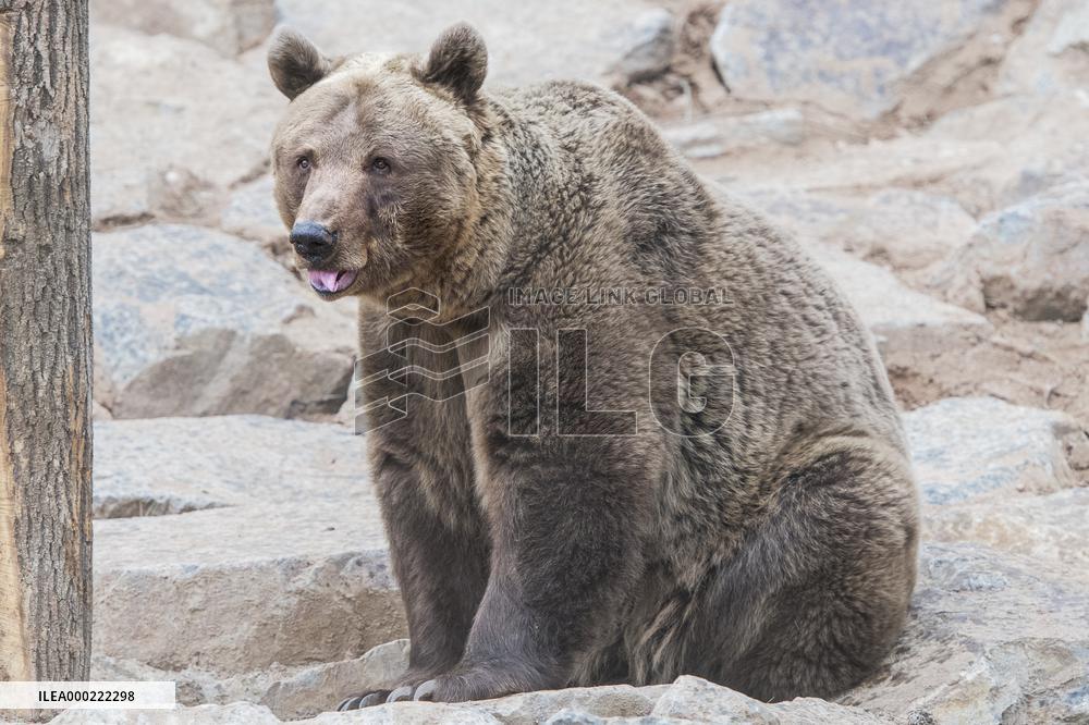 brown bear (Ursus arctos)