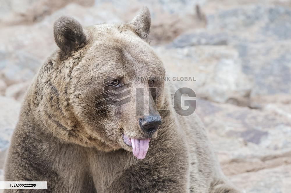 brown bear (Ursus arctos)