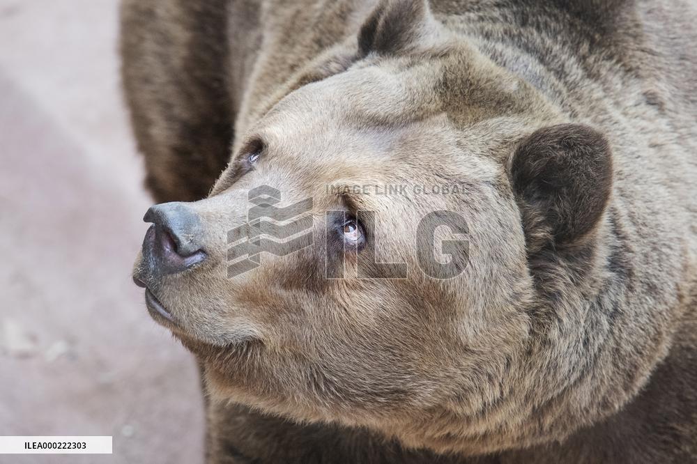 brown bear (Ursus arctos)