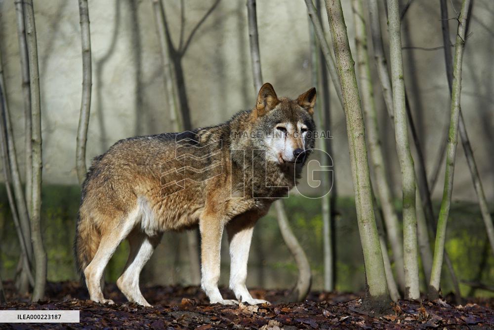 Wolf, youg trees