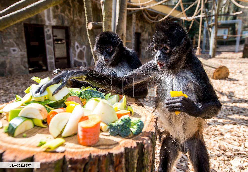 Mexican spider monkey (Ateles geoffroyi vellerosus), feed