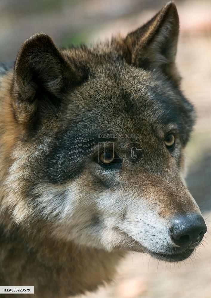 wolf (Canis lupus)