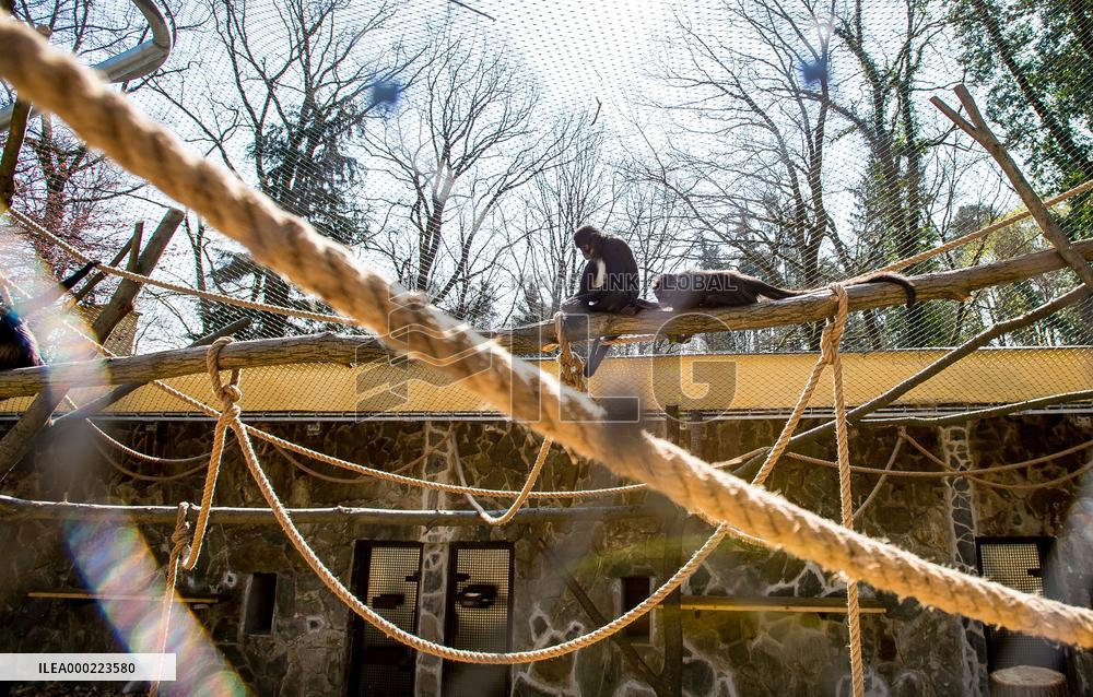 Mexican spider monkey (Ateles geoffroyi vellerosus)