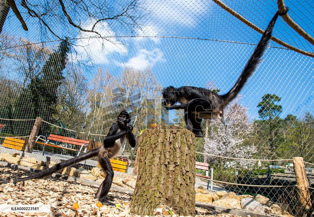 Mexican spider monkey (Ateles geoffroyi vellerosus)