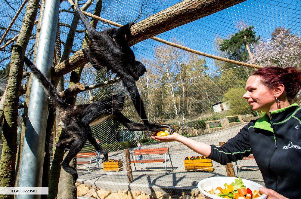 Mexican spider monkey (Ateles geoffroyi vellerosus), feed