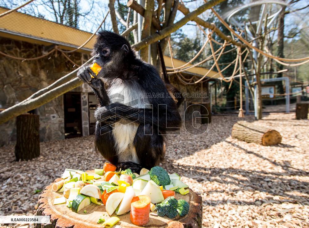 Mexican spider monkey (Ateles geoffroyi vellerosus), feed