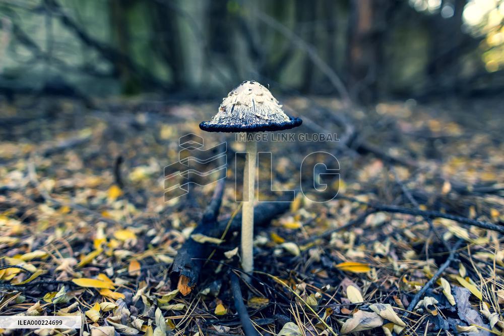 Chernobyl zone, restricted territory, radar system DUGA, mushroom