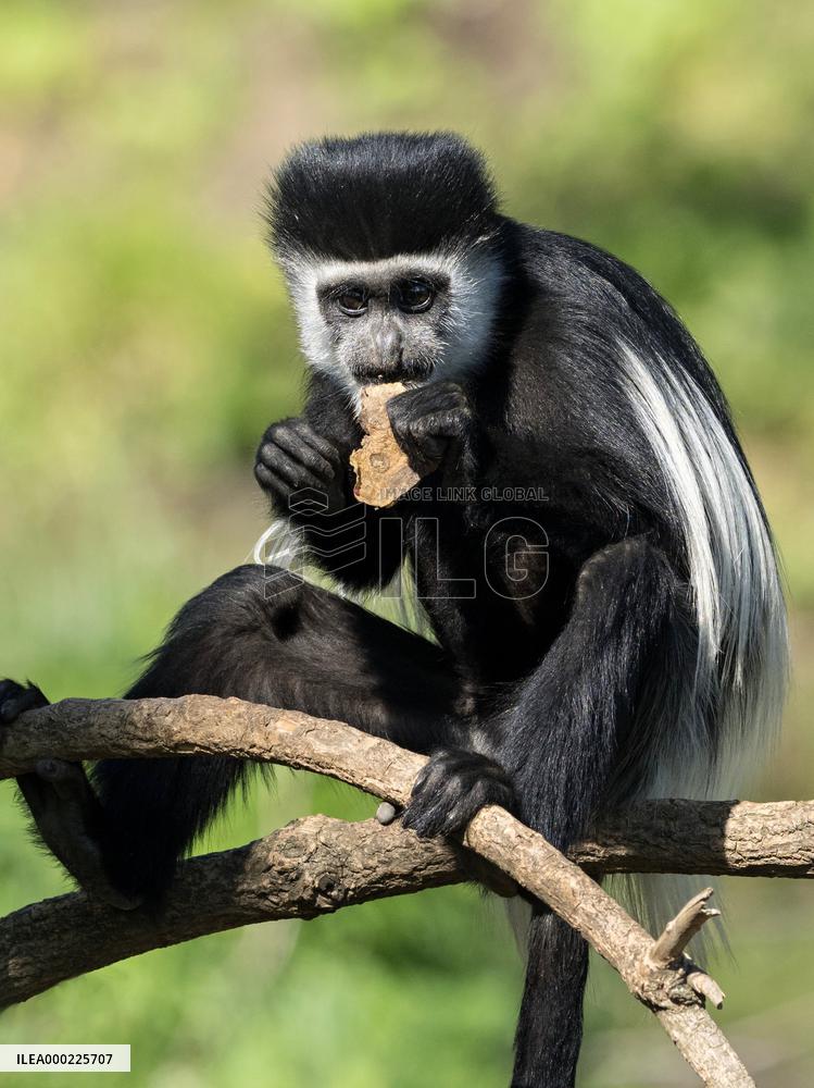 Mantled guereza, meal