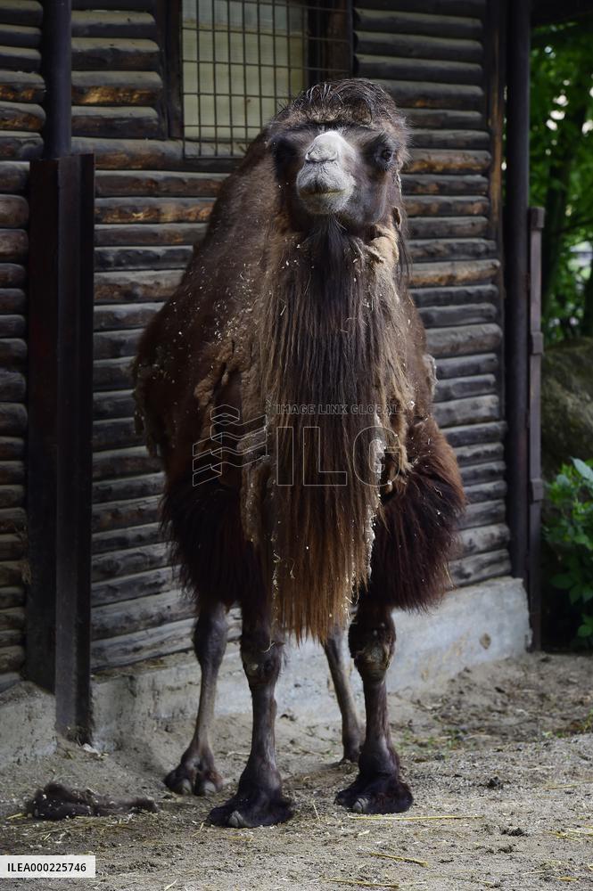 Bactrian camel (Camelus bactrianus), Marysza