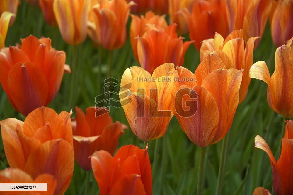 Keukenhof, Garden of Europe, tulips