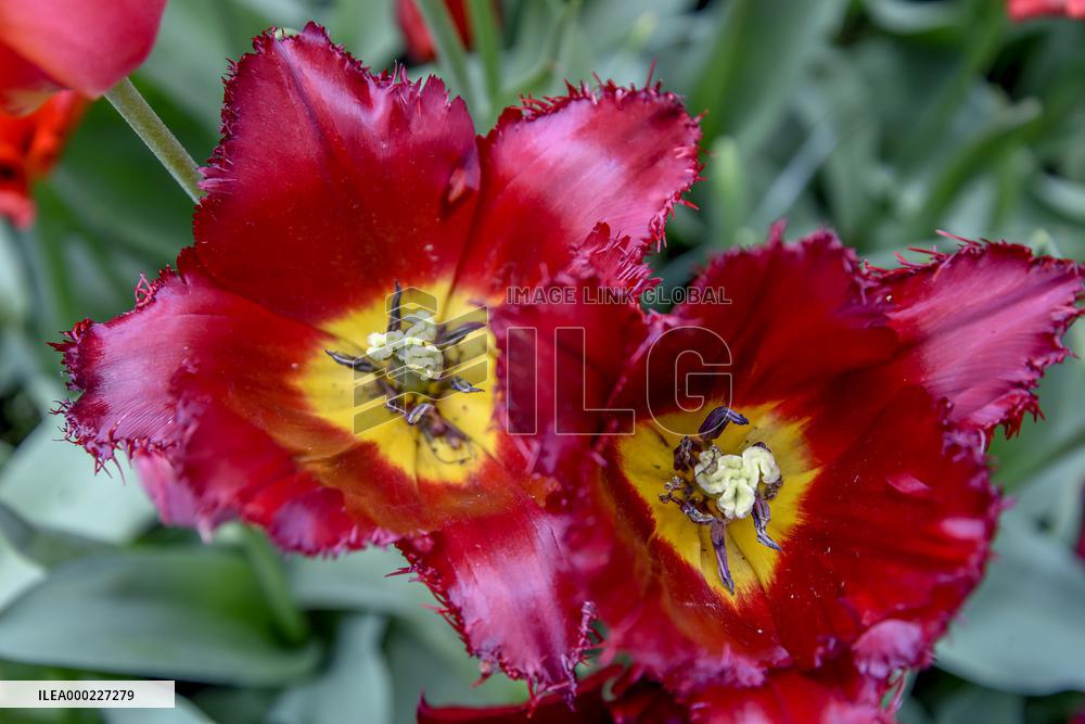 Keukenhof, Garden of Europe, tulips