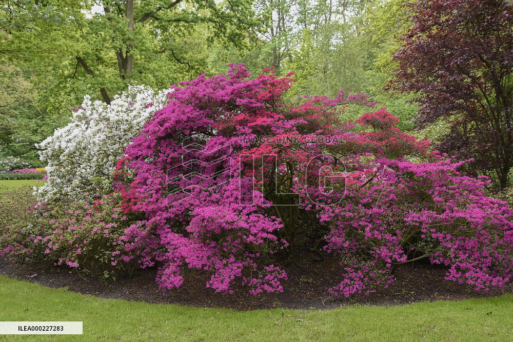 Keukenhof, Garden of Europe, tulips