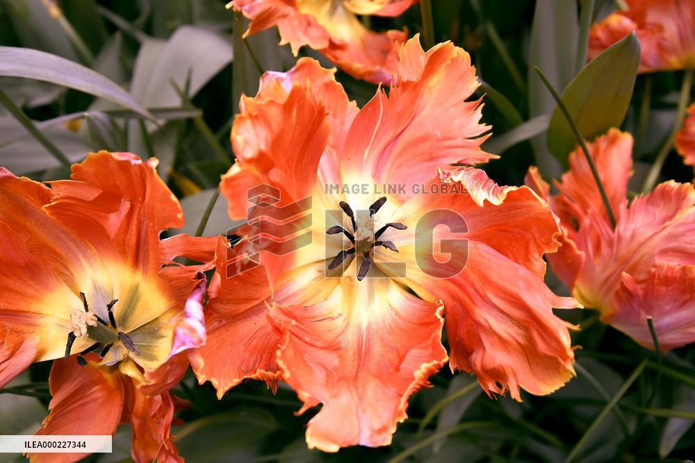 Keukenhof, Garden of Europe, tulips