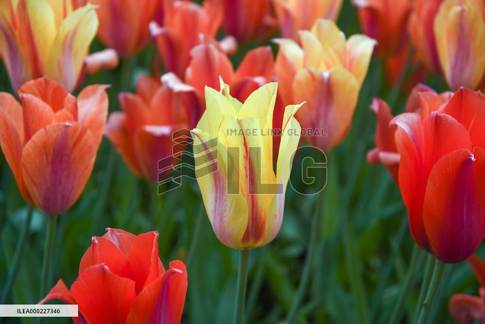 Keukenhof, Garden of Europe, tulips