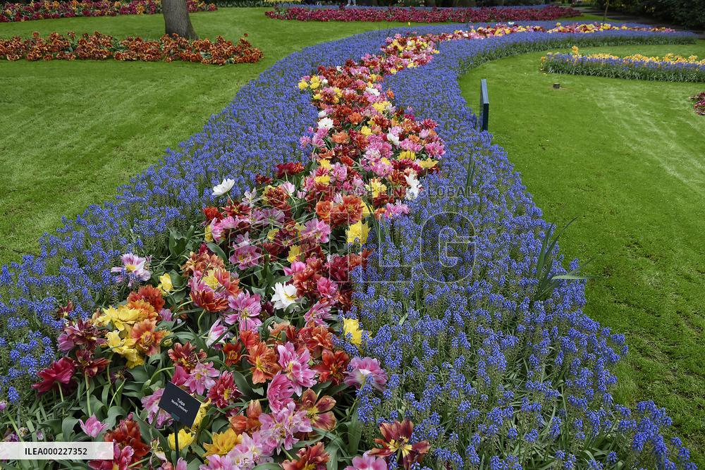 Keukenhof, Garden of Europe, tulips