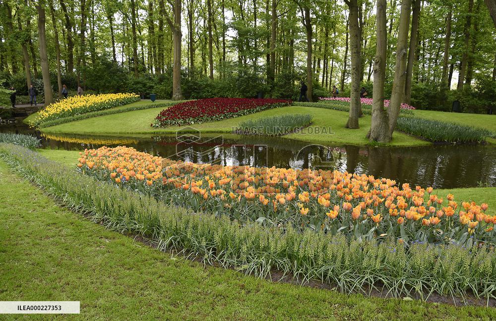 Keukenhof, Garden of Europe, tulips