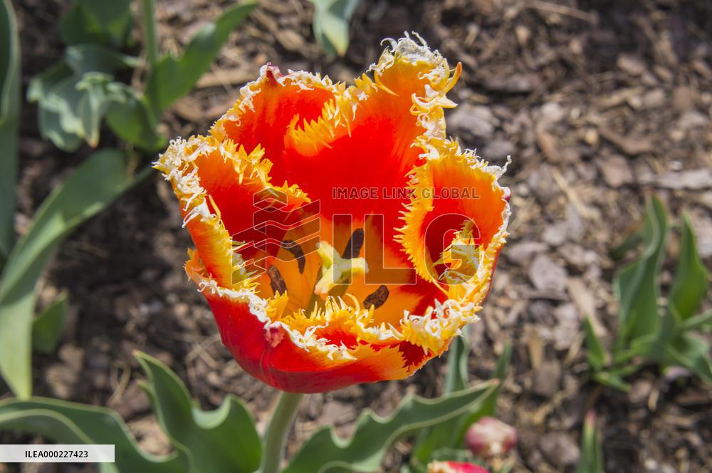 Tulip, Tulipa ｴDavenportｴ, tulips exhibition