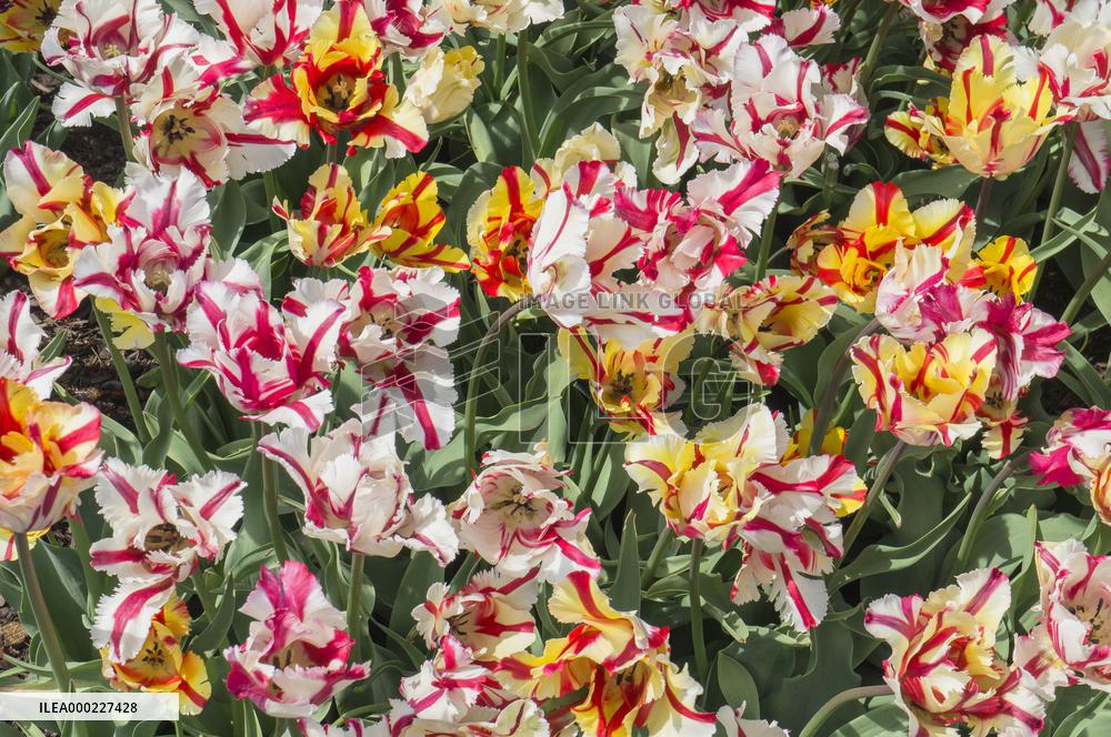Tulip, Tulipa ｴFlaming Parrotｴ, tulips exhibition