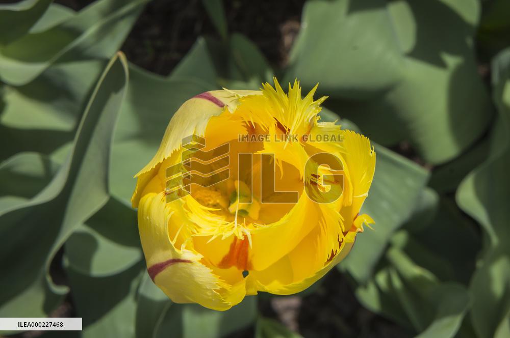 Tulip, TulipaｴFlamencoｴ, tulips exhibition