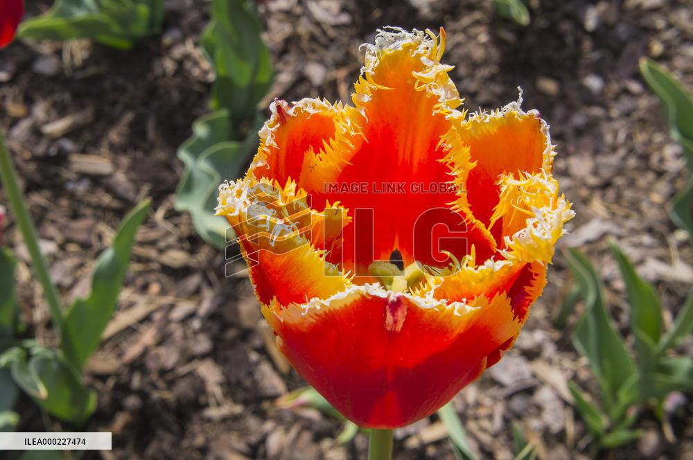 Tulip, Tulipa ｴDavenportｴ, tulips exhibition