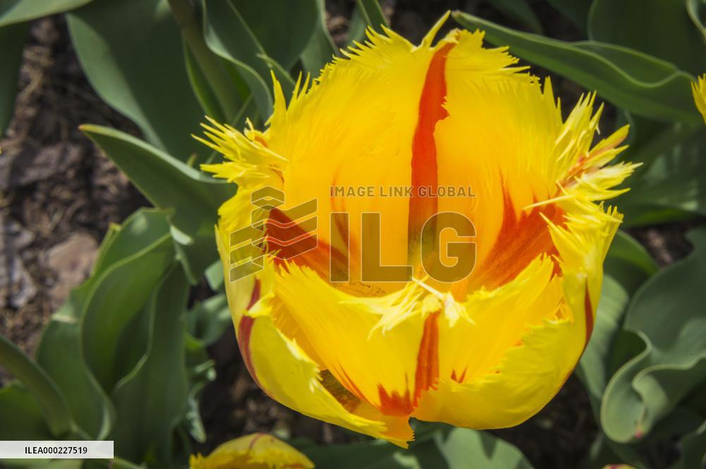 Tulip, TulipaｴFlamencoｴ, tulips exhibition